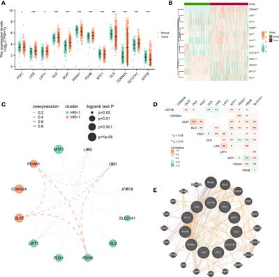 Role of cuproptosis-related gene in lung adenocarcinoma